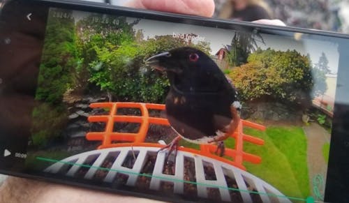 Metal Squirrel Proof Bird Feeder with Camera